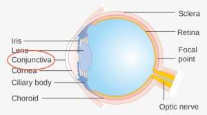 Lebron's Injury Happened Under The Conjunctiva Hence, - Eye #683249