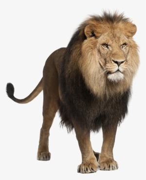 Hd Lion Png Photo - Animal Png Hd #683565