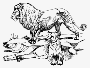 Lion Drawing Line Art Black And White Cougar - Lion Line Drawing #684119