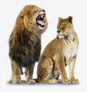 Lion And Lioness Png #684161