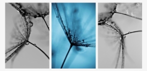 Komplex Vászonkép Pitypang Triumvirátus 155x75cm - Canvas Print #685099