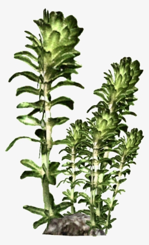 Kelp - Kelp Png #685203