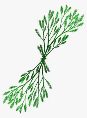 Kelp Clipart At Getdrawings - Drawing #685249