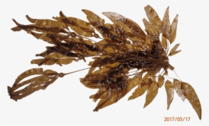 An Experimental Replicate Recovered From A 2017 Enhancement - Bullwhip Kelp #685598