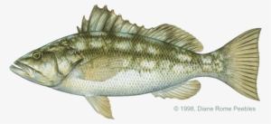 All-tackle World Records - Calico Bass #685618