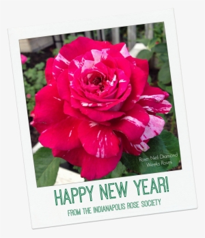 Irs Happy New Year - Happy New Year With Rose #686575