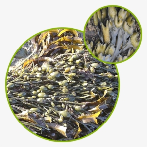 Bladderwrack Seaweed Kelp Extract - Fucus Vesiculosus #686703