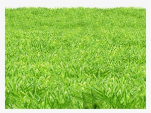 Lawn #687137