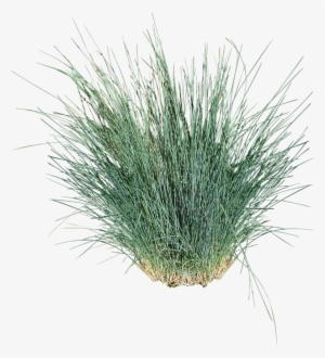 Kingsdale® - Ornamental Grass Cut Out #687439