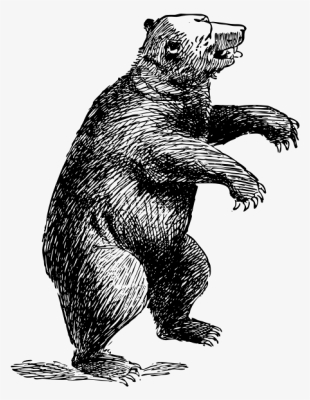 Grizzly Bear American Black Bear Polar Bear Drawing - Standing Bear Transparent #687703