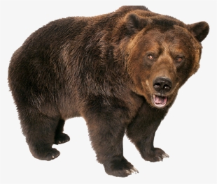 Grizzly Bear Standing Png Image - Grizzly Bear Transparent Background #687764