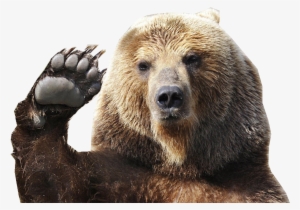 My Bear Gif - Tirecoverpro Waving Brown Grizzly Bear Paw Wave Wildlife #687833 My Bear Gif - Tirecoverpro Waving Brown Grizzly Bear Paw Wave Wildlife #687833