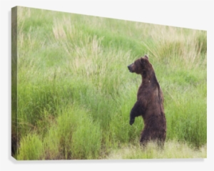 Grizzly Bear Standing On It's Hind Legs To Get A View #687985 Grizzly Bear Standing On It's Hind Legs To Get A View #687985