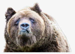 Animalsad Looking Bear - Animali Buffi #688214