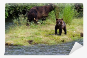 Grizzly Bear #688238