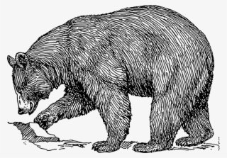 Black Bear Svg Clip Arts 600 X 420 Px #688340