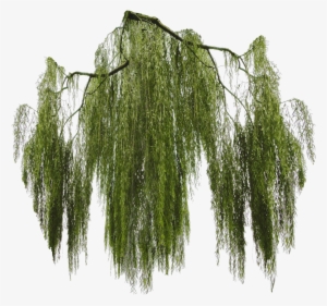 Willow Tree Png - Willow Png #688937