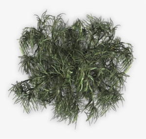 Tree 04small 06 Feb 2009 - Kilogram #689184