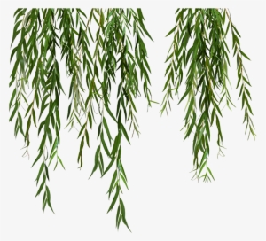 Willow Svg Black And White Stock - Weeping Willow Tree Png Leaves #689347