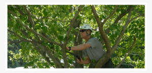 Man Cutting Tree Using Chainsaw - Pruning #689391