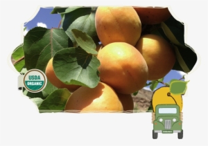 Apricots - Apricot #689836