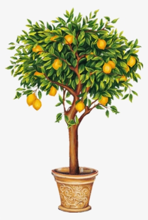 Indoor Citrus And Fruit Trees - Lemon Tree Drawing #689837
