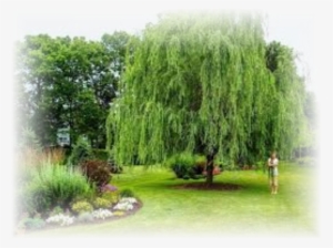 Weeping Willow 'babylonica' - Weeping Willow In The Yard #689891