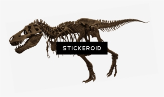 T-rex Skelet #6802992 T-rex Skelet #6802992