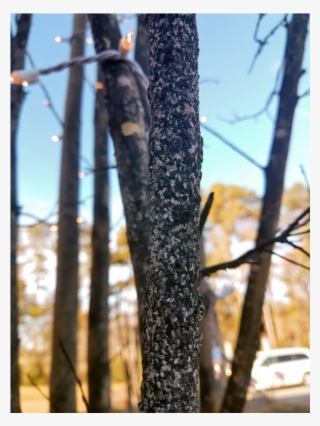 Insects On Branch #6804368