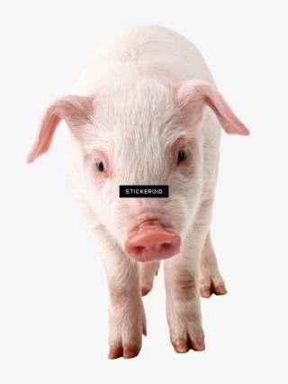 Pig #6810924