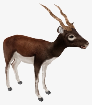 Blackbuck #6815296