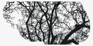 Brain Injury #6815747