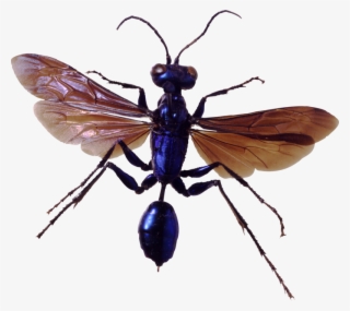 Bug Png Image, Download Png Image With Transparent #6816390