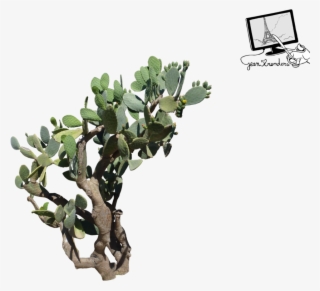 Fig Tree Png #6817065