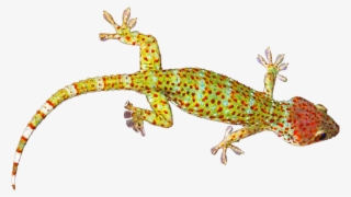 Geckos Transparent Images Png #6819216