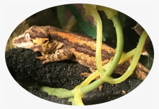 Teeny Dragons #6819285