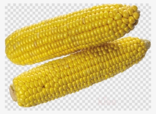 Corn On The Cob Png Clipart Corn On The Cob Flint Corn #6829117 Corn On The Cob Png Clipart Corn On The Cob Flint Corn #6829117