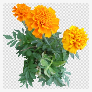 Mexican Flowers Clipart Png #6829584