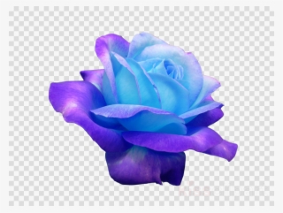 Transpa Flowers Blue Clipart Blue Rose Flower Flower #6839469