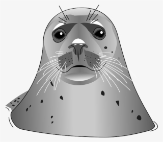 Seal Png #6841316