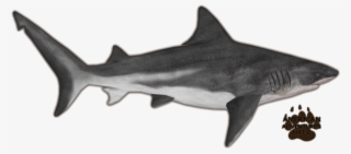 Bull Shark #6841547