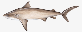 Bull Shark #6841647
