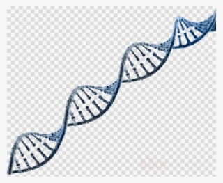 Rope Line Clipart Nucleic Acid Double Helix Rope Dna #6843122