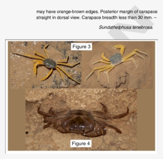 Cerebusa Tipula, Living Specimens Showing Spectacular #6844474
