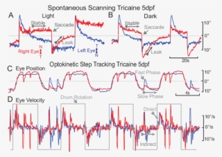 Scanning Behavior Of A 5 Dpf Embryo Shown In Either #6846789