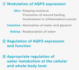 Restoration Of Age-related Decrease In Aqp3 Expression #6847412