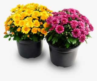 Mums #6850798 Mums #6850798