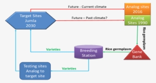 Conceptual Step Of Climate Smart Plant Breeding Based #6852020