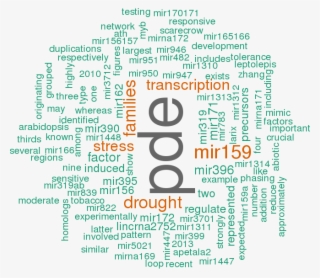 Stem Loop Sequence Ptc Mir169u #6860221