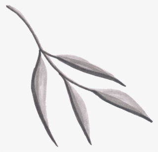 Hojas De Png Transparente #6862078